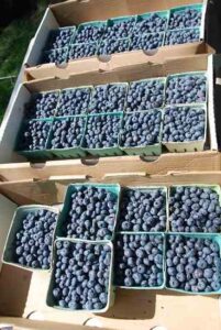 A Red Letter Day in the Blueberry Patch Image